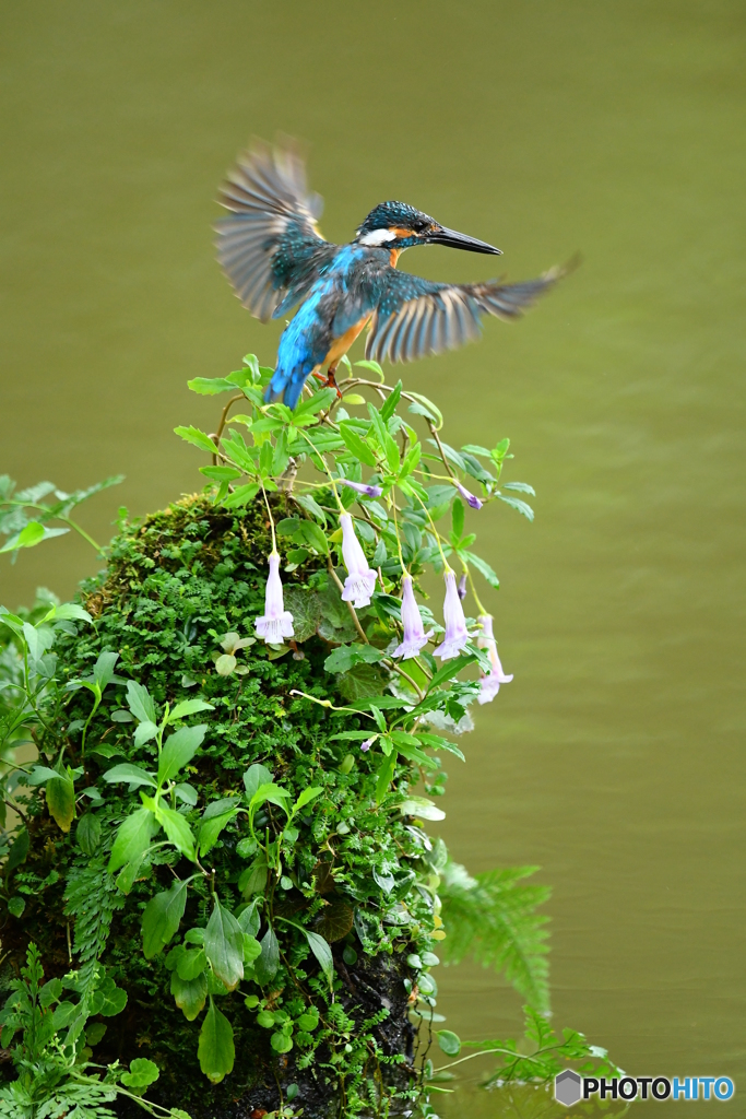 シシンランとカワセミ