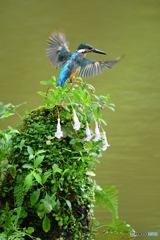 シシンランとカワセミ