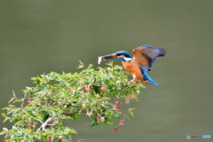 ウグイスカグラとカワセミ