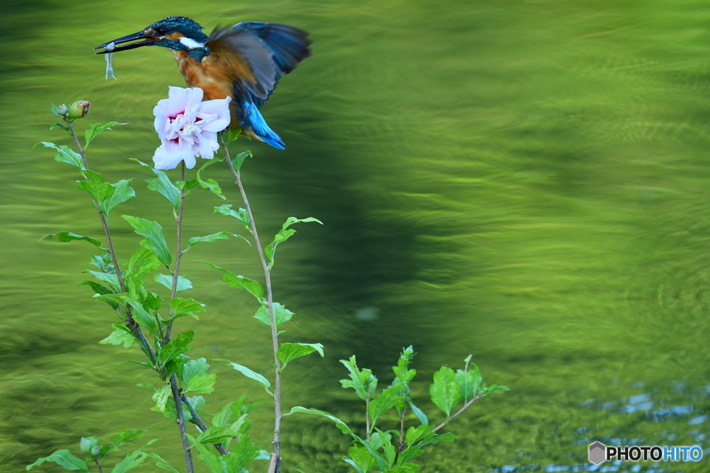 ムクゲとカワセミ