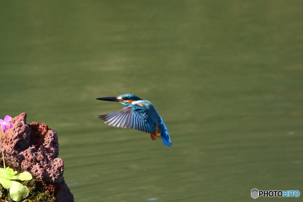 虫取りスミレとカワセミ