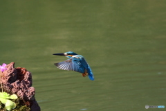 虫取りスミレとカワセミ