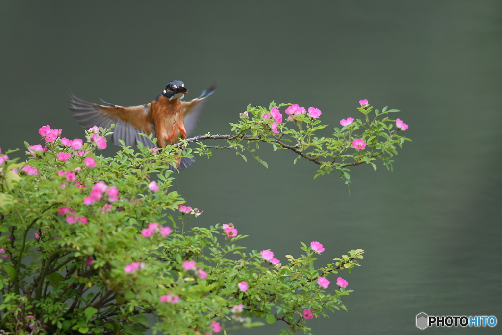 野バラとカワセミ