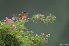 野バラとカワセミ