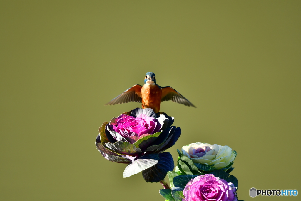 葉牡丹とカワセミ
