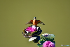 葉牡丹とカワセミ