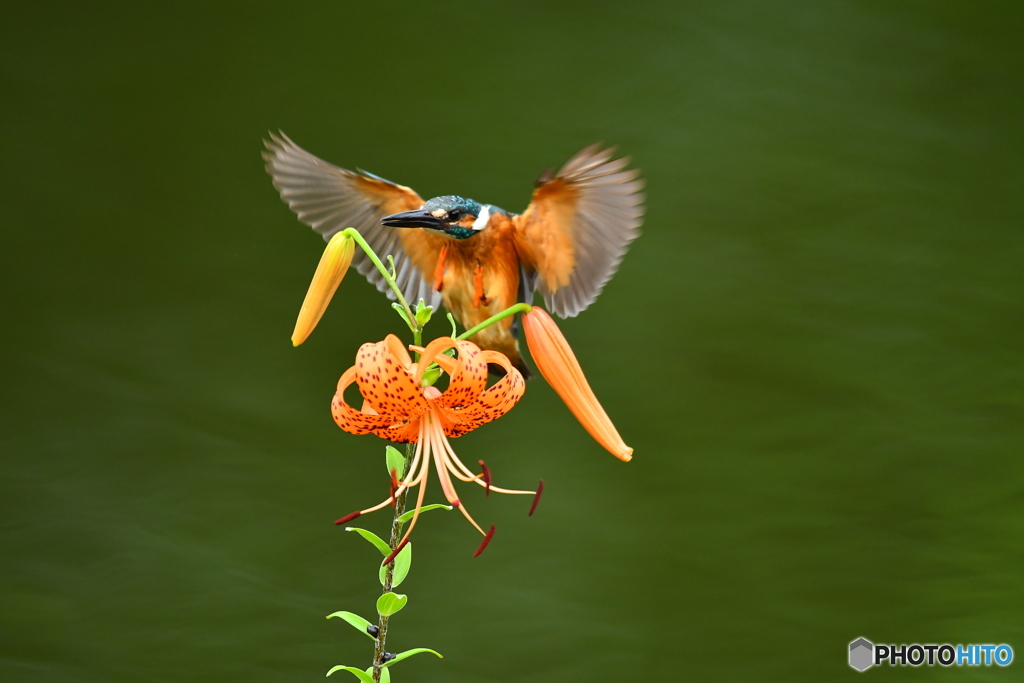 オニユリとカワセミ