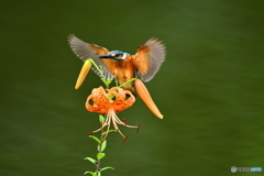 オニユリとカワセミ