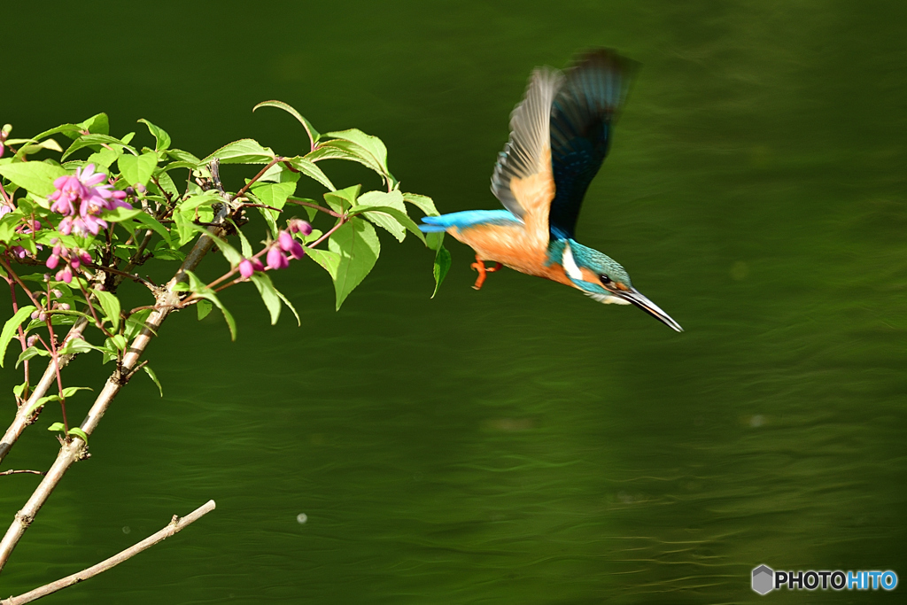 紅ウツギとカワセミ