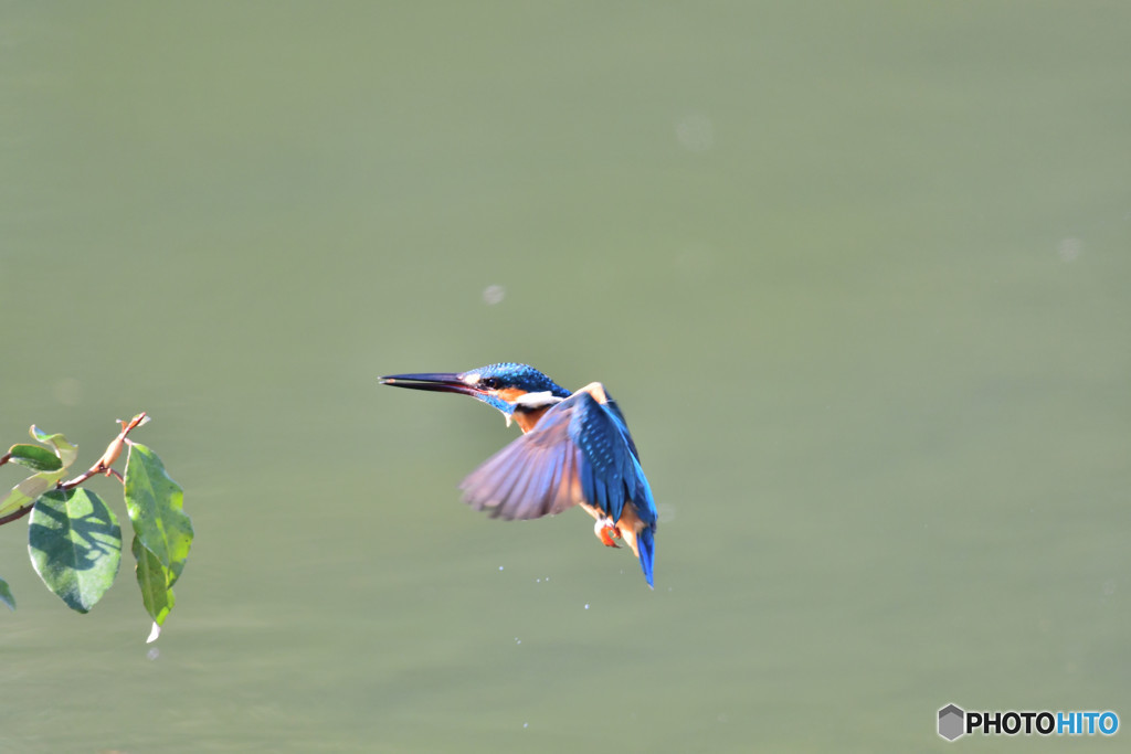 グミとカワセミ