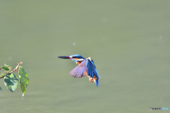 グミとカワセミ