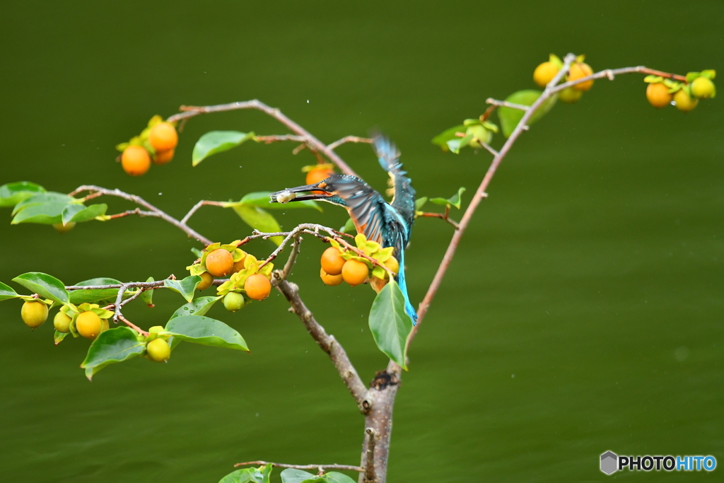 マメガキとカワセミ