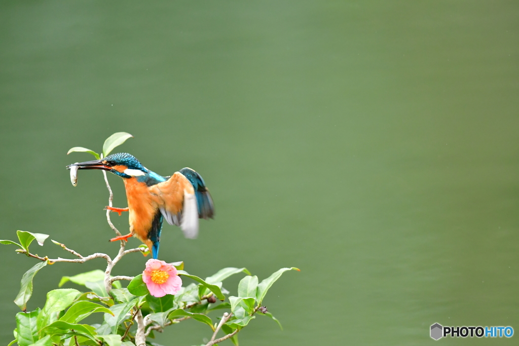 お茶の木とカワセミ