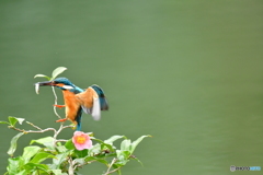 お茶の木とカワセミ