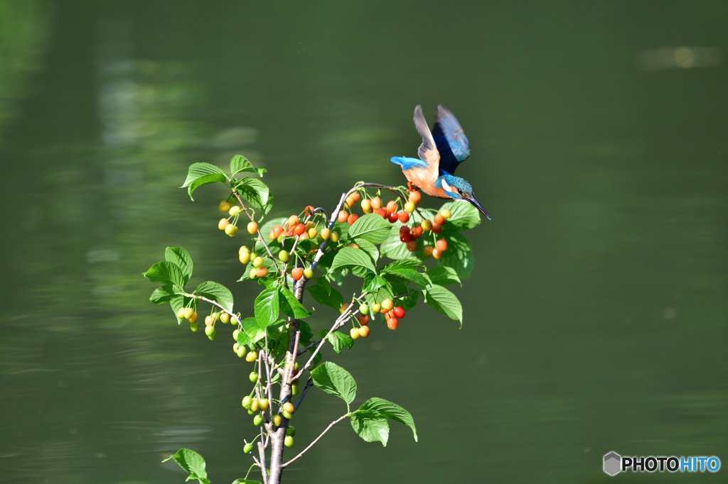 サクランボとカワセミ
