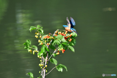 サクランボとカワセミ