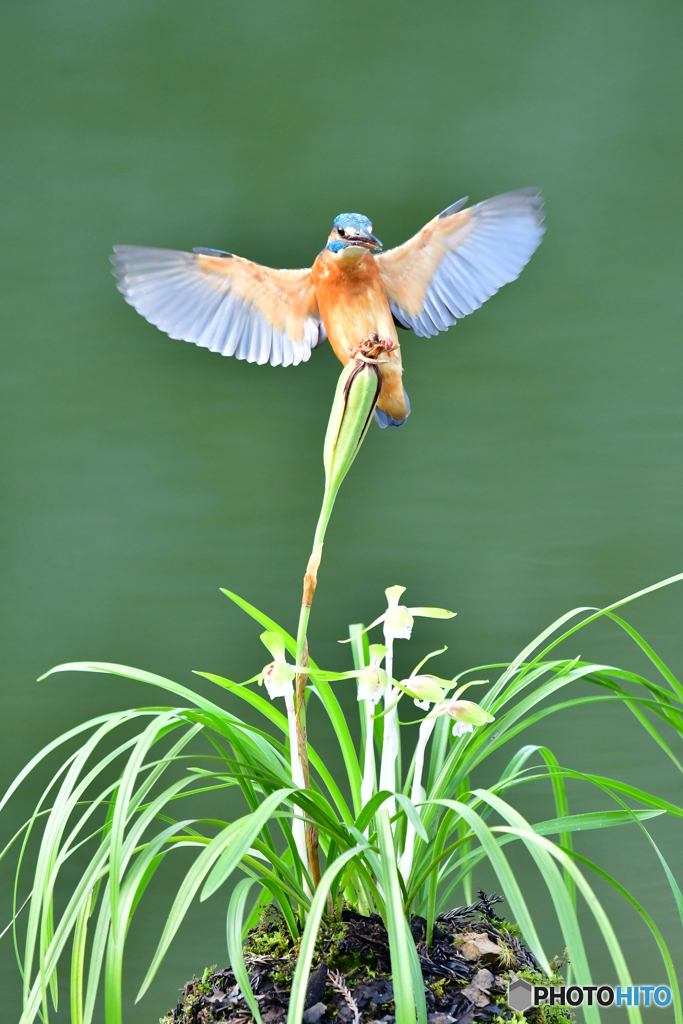春蘭とカワセミ