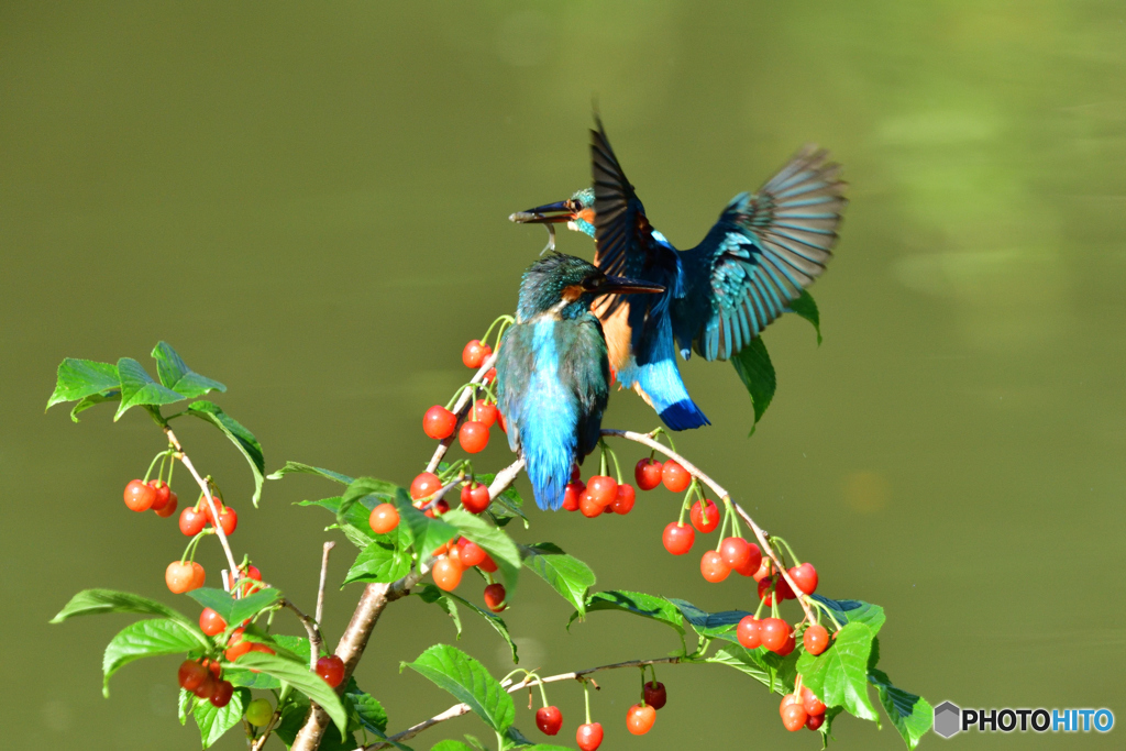 サクランボとカワセミ