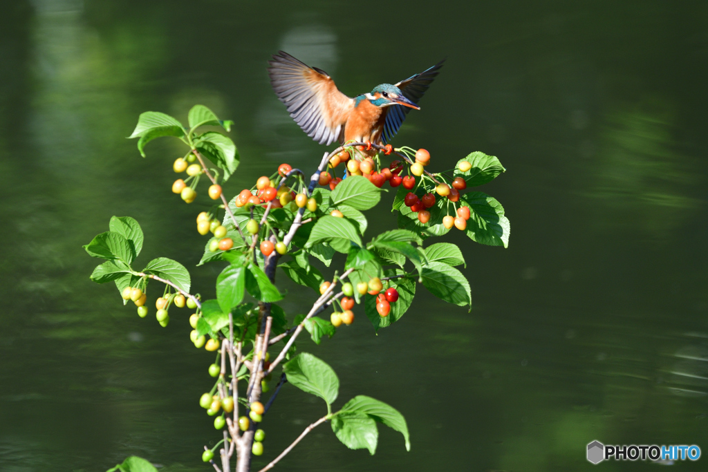サクランボとカワセミ
