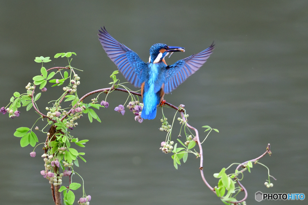 アケビの花とカワセミ