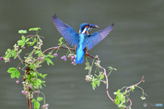 アケビの花とカワセミ