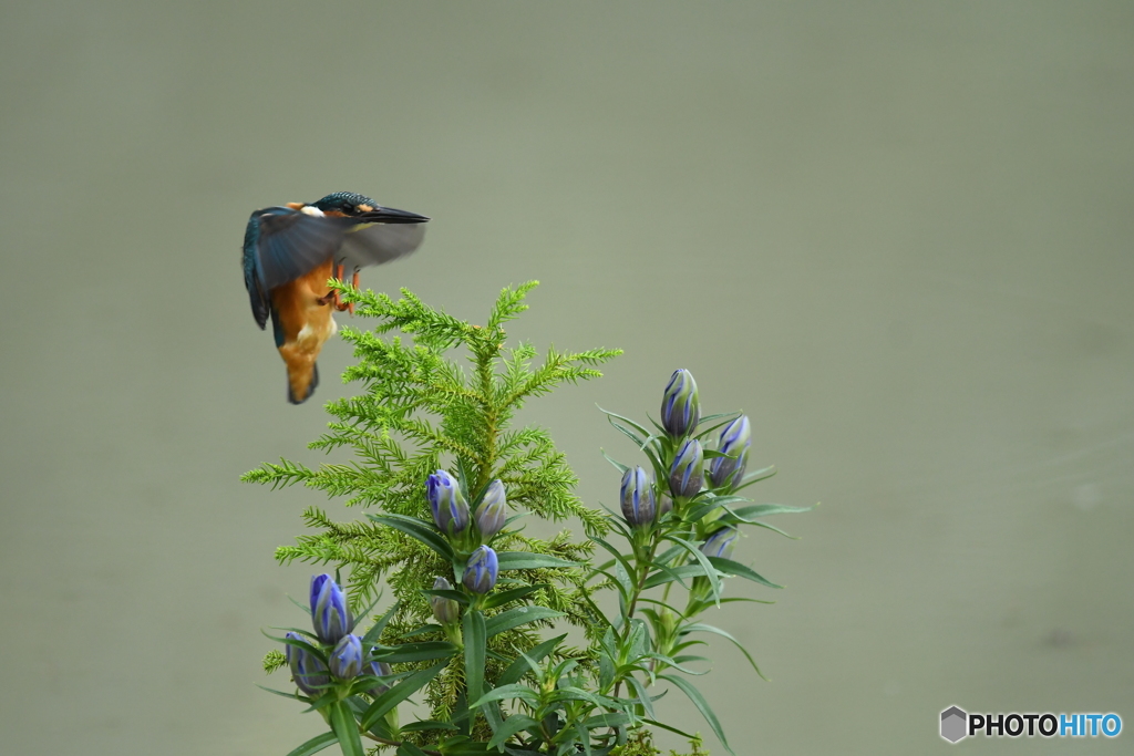 竜胆とカワセミ