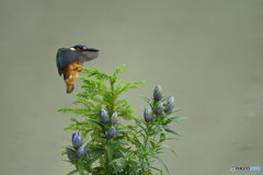 竜胆とカワセミ