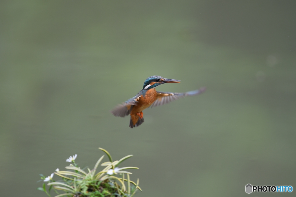 フウランとカワセミ