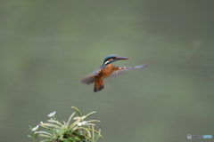 フウランとカワセミ