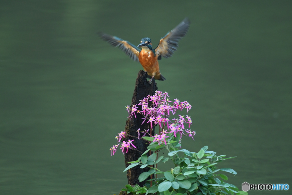 大文字草とカワセミ