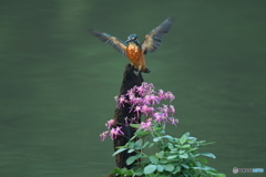 大文字草とカワセミ