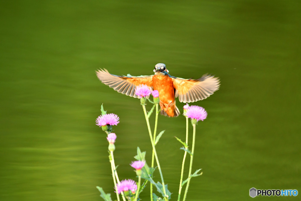 アザミとカワセミ