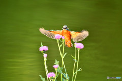 アザミとカワセミ