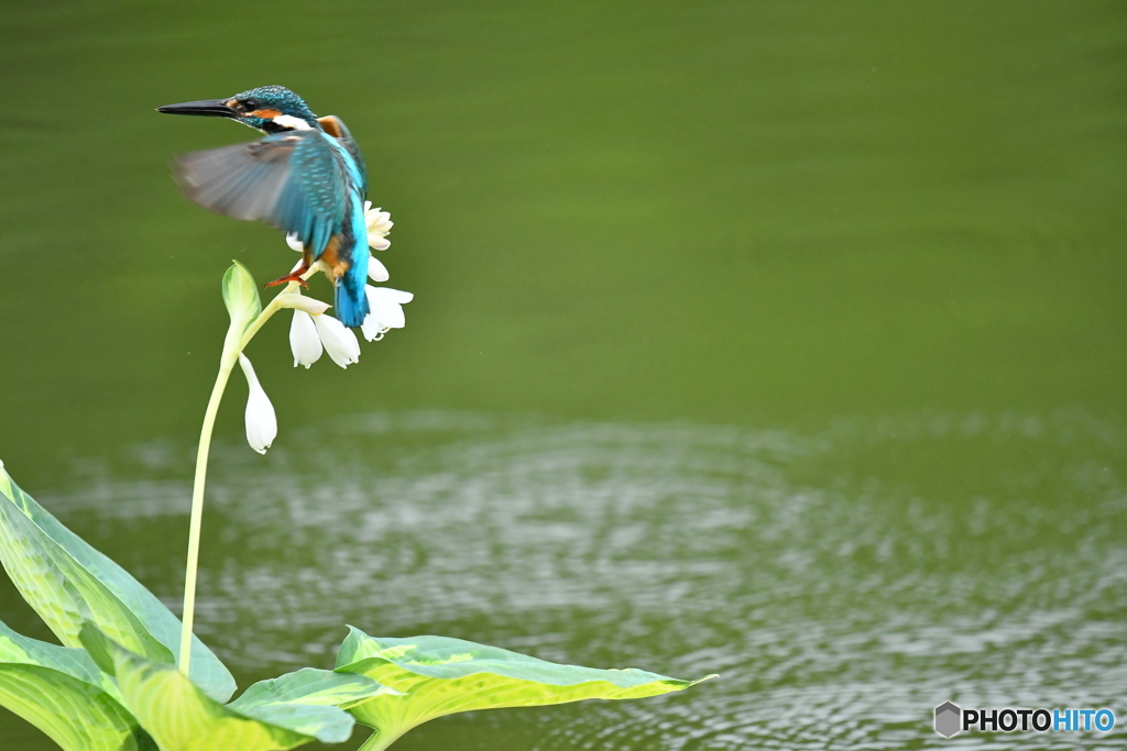 ギボシとカワセミ