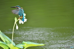 ギボシとカワセミ