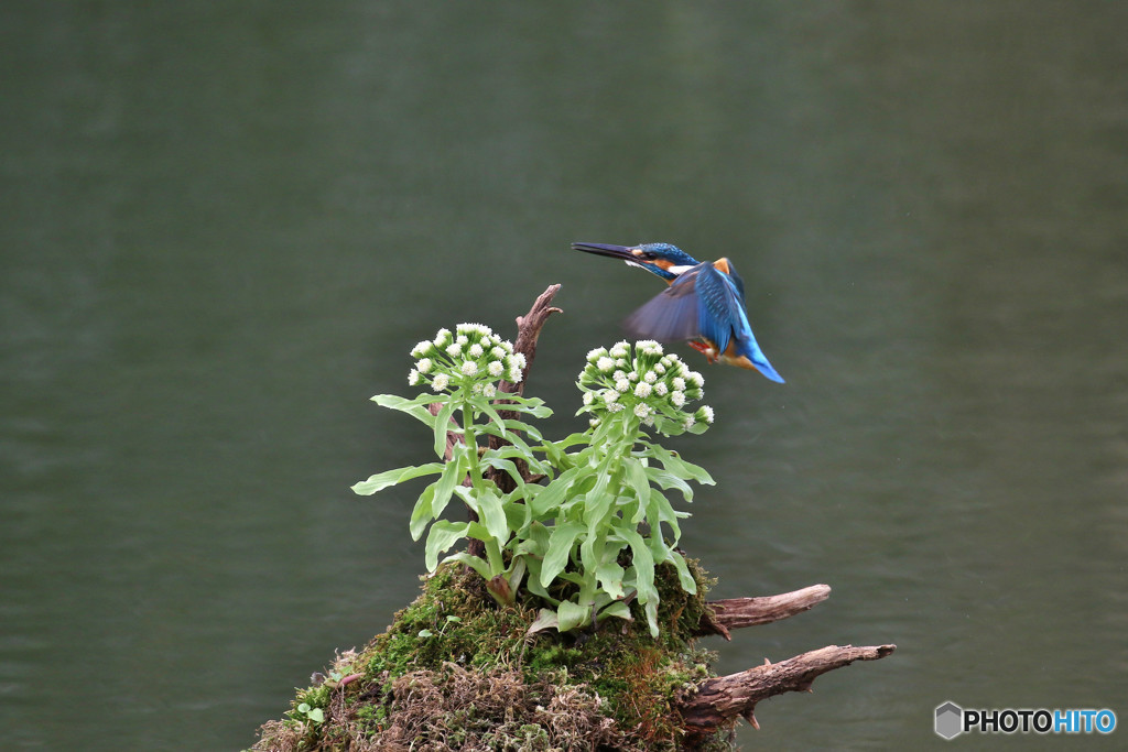 フキの花とカワセミ