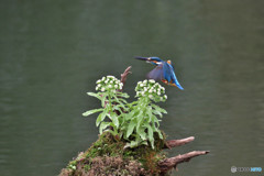 フキの花とカワセミ