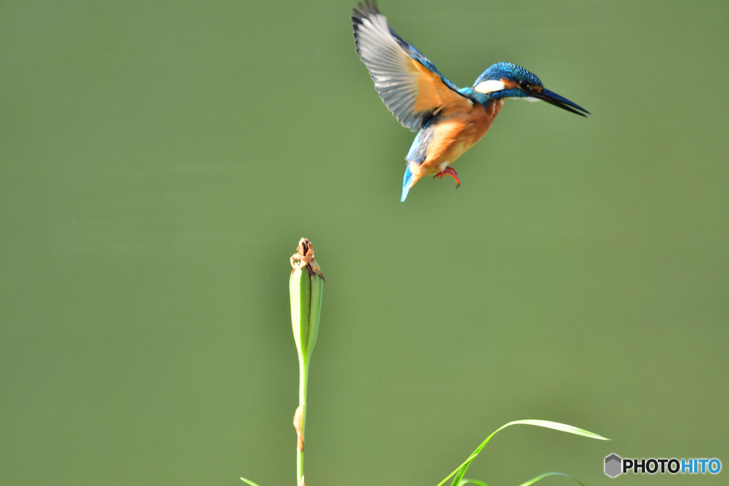 春蘭の実とカワセミ