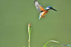 春蘭の実とカワセミ