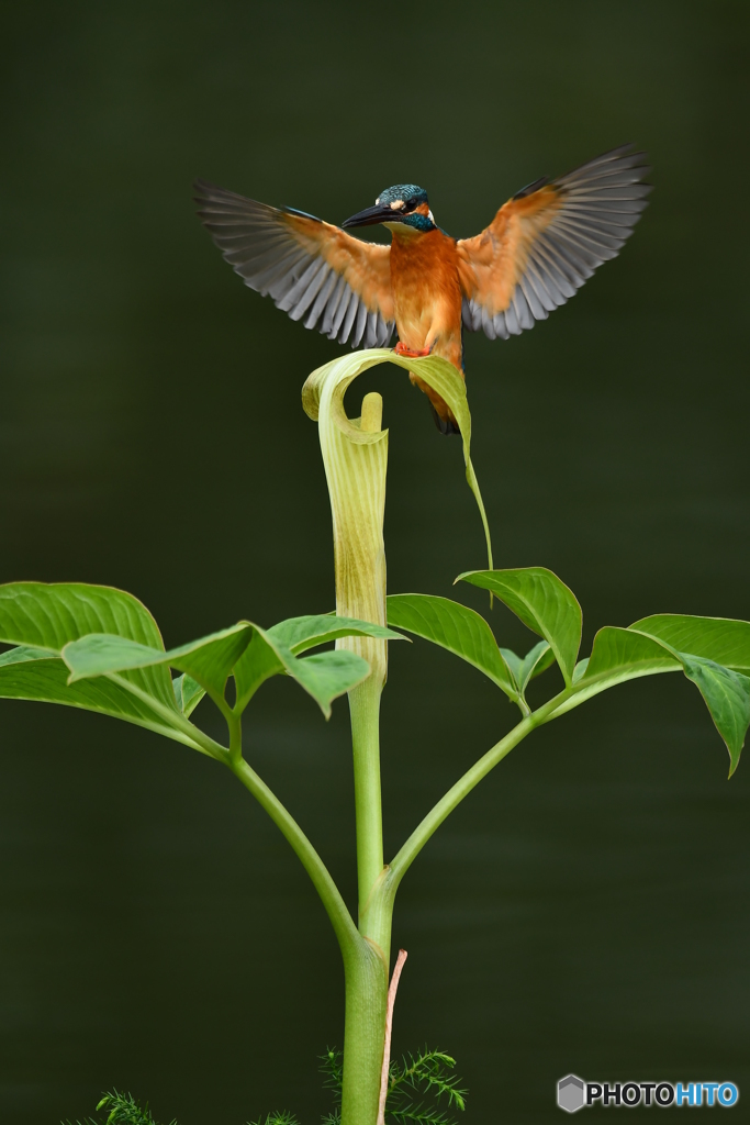 マムシグサとカワセミ