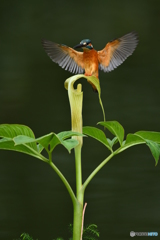 マムシグサとカワセミ