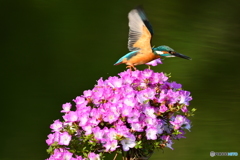 雲仙ツツジとカワセミ