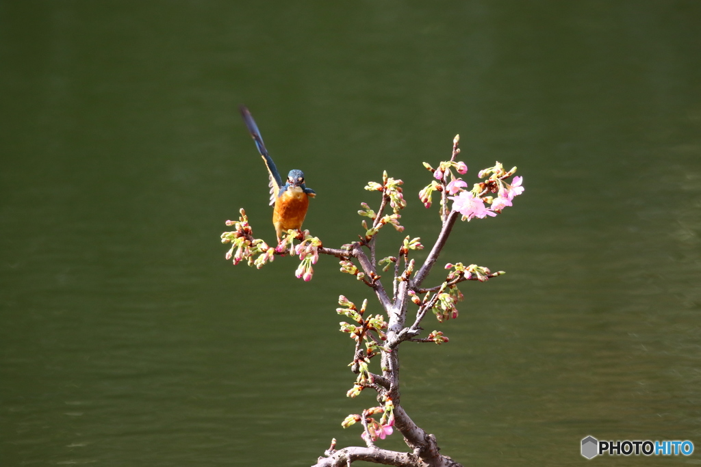 河津桜とカワセミ