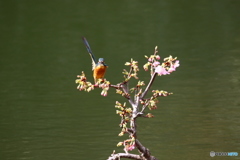 河津桜とカワセミ