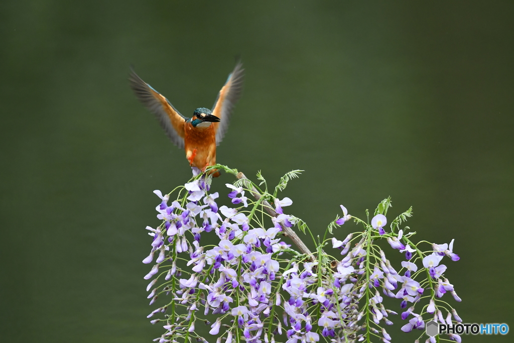 フジの花とカワセミ