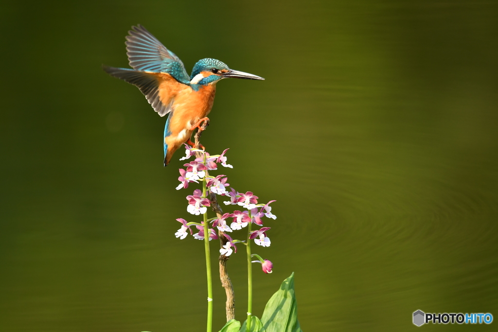 エビネとカワセミ