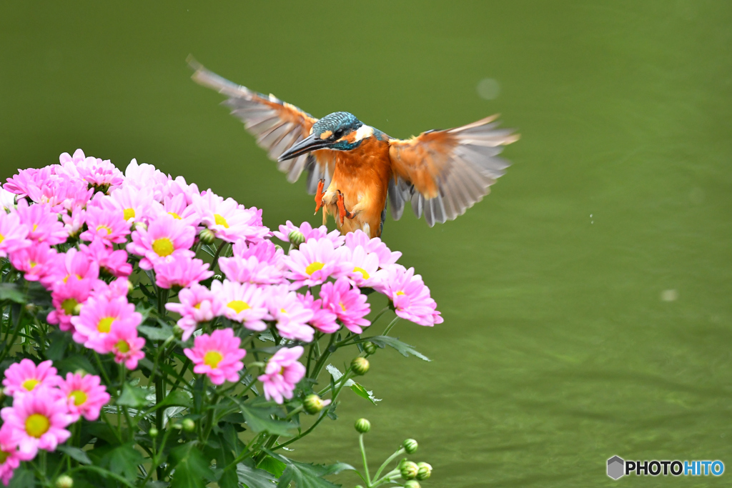 キクとカワセミ