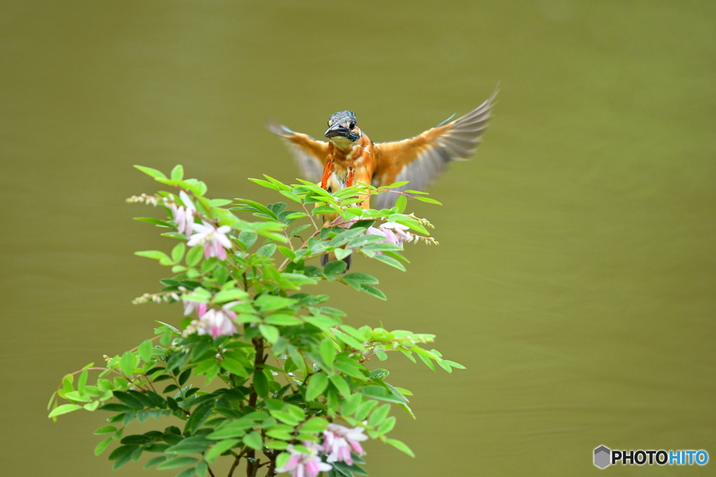 庭フジとカワセミ