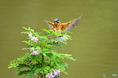庭フジとカワセミ