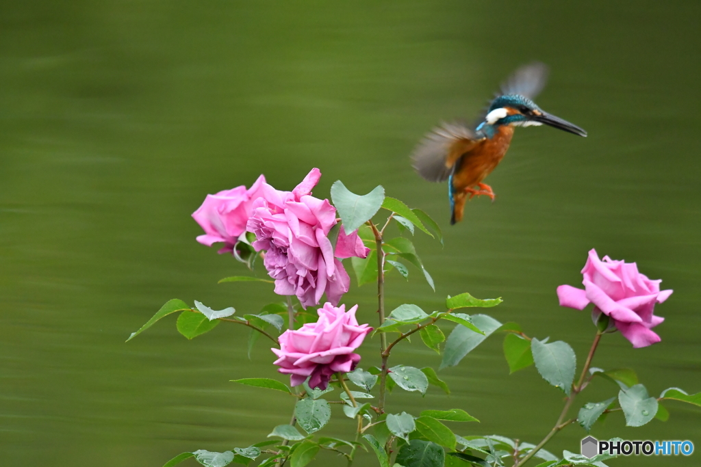 バラとカワセミ
